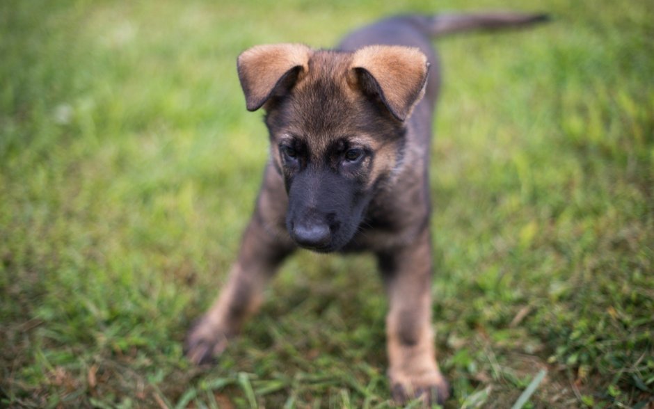German Shepherd Puppy 4k