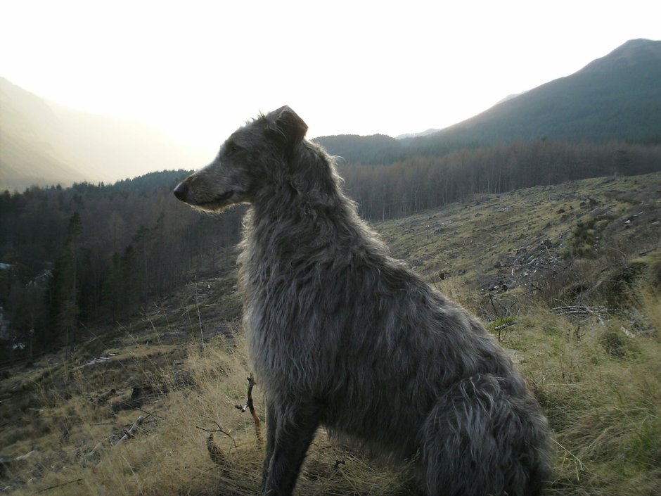 Шотландский Дирхаунд