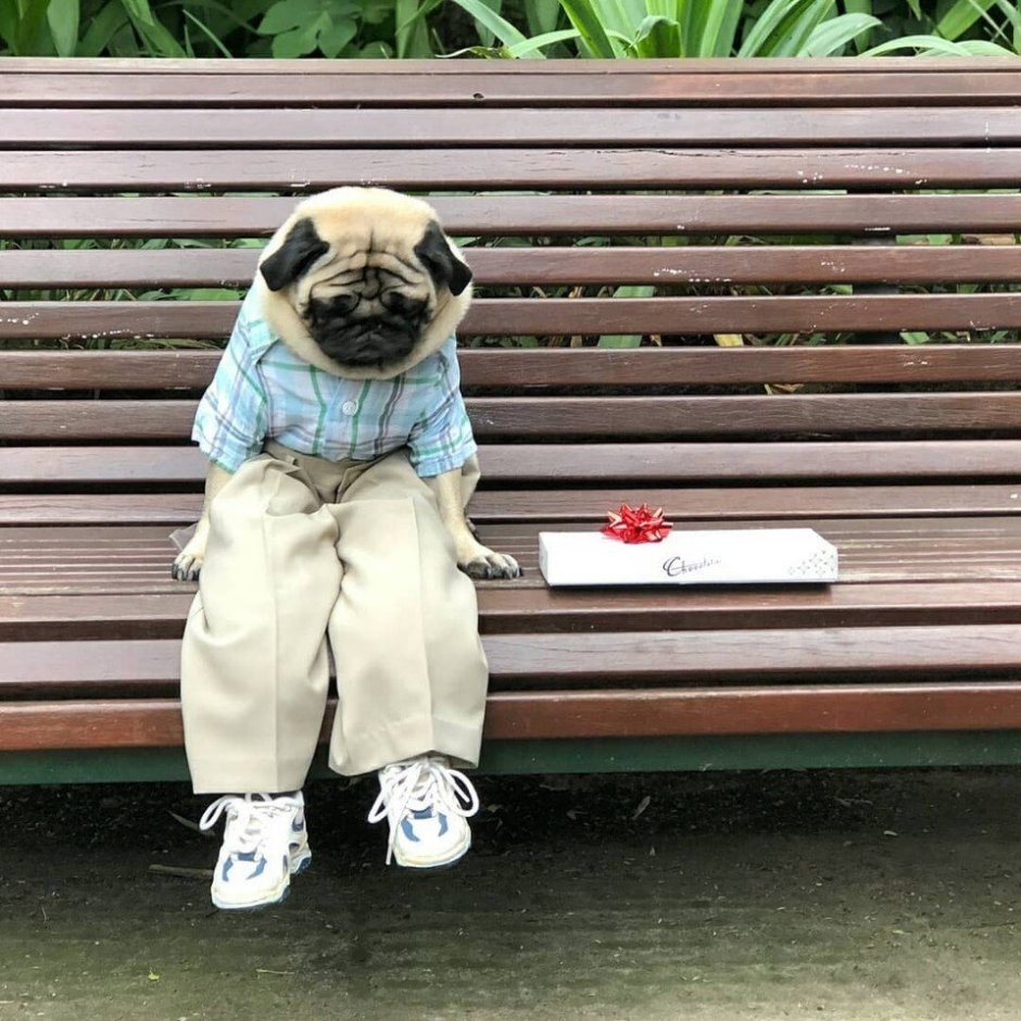 Мопсик ждет