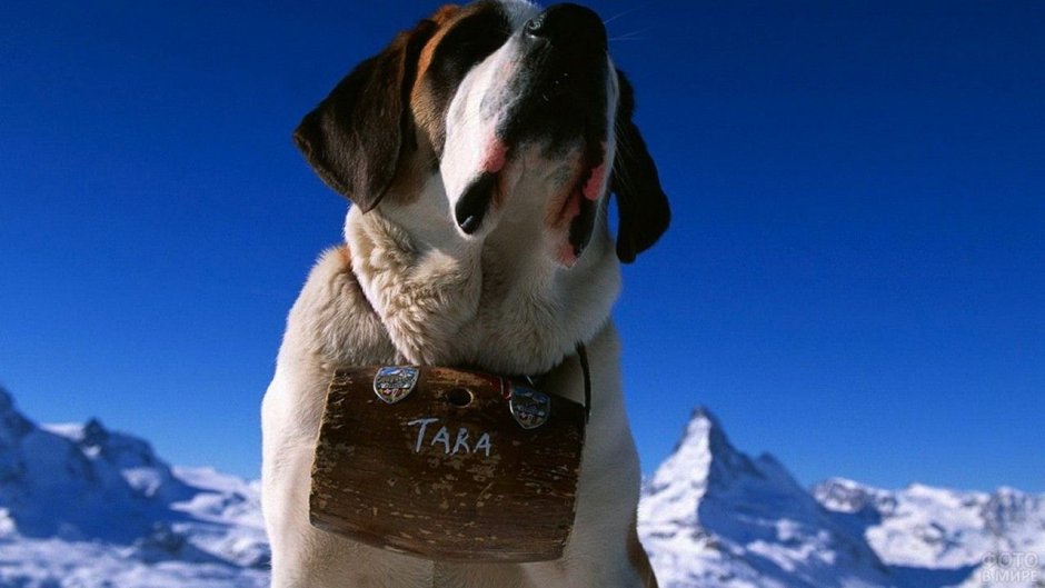 Швейцарский Сенбернар