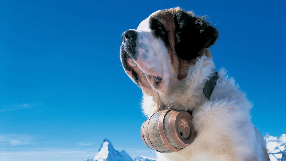 Сенбернар (Saint Bernard)