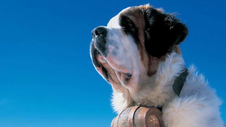 Сенбернар Барри