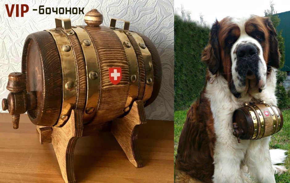 Сенбернар с бочонком