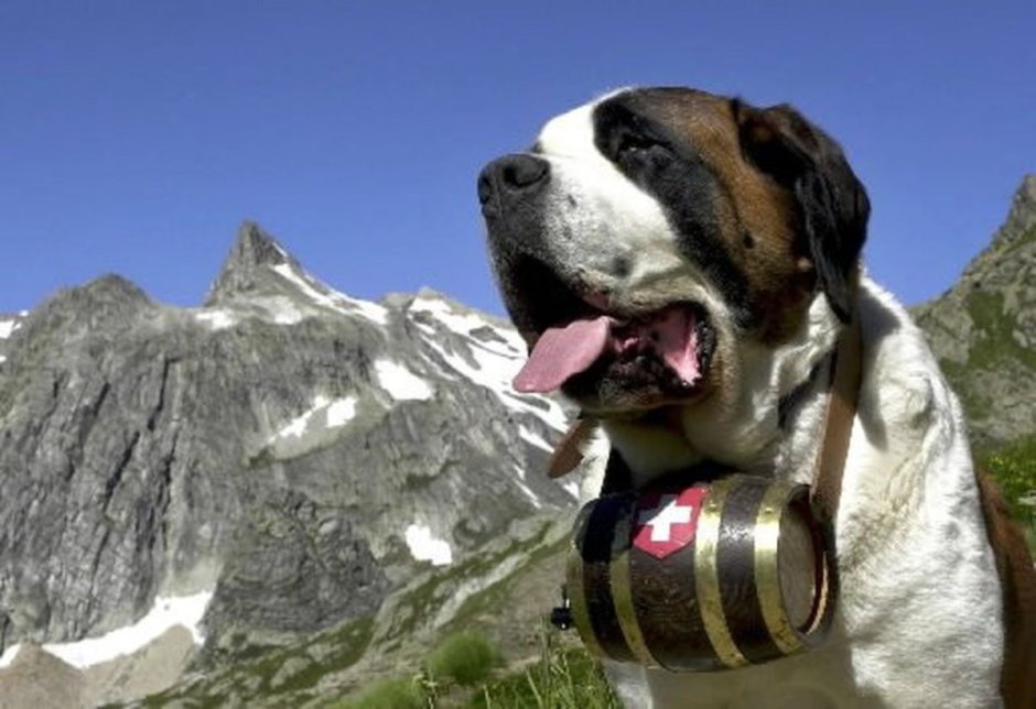 Сенбернар спасатель с бочонком