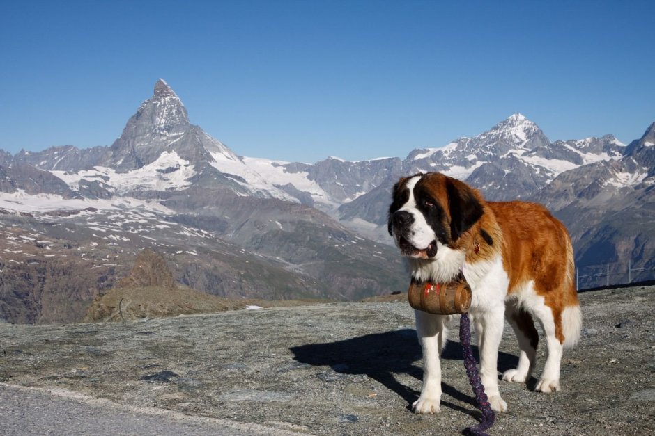 Шотландский Сенбернар