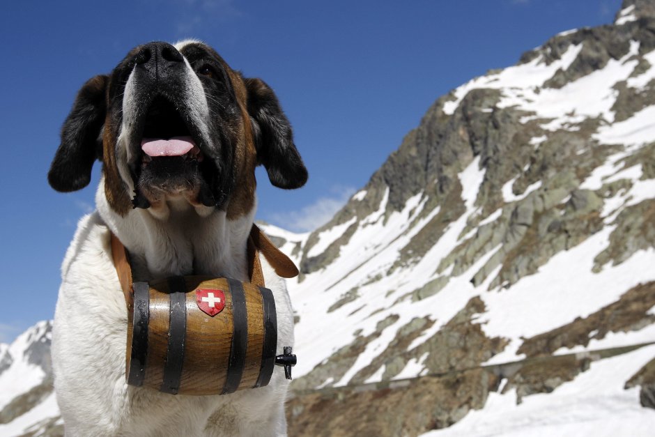 Сенбернар спасатель с бочонком