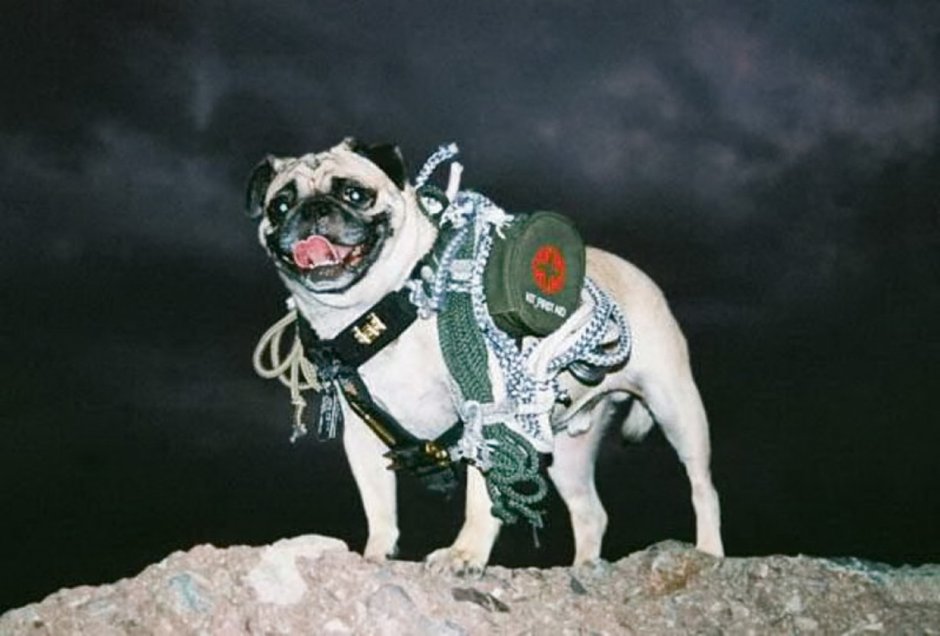 Породы собак которые спасают людей