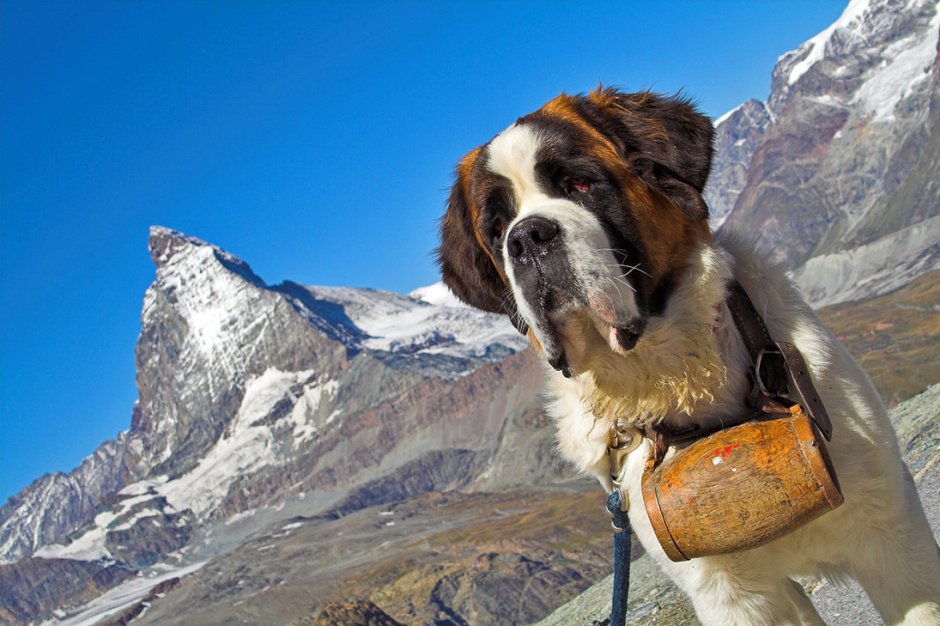 Альпийский Сенбернар