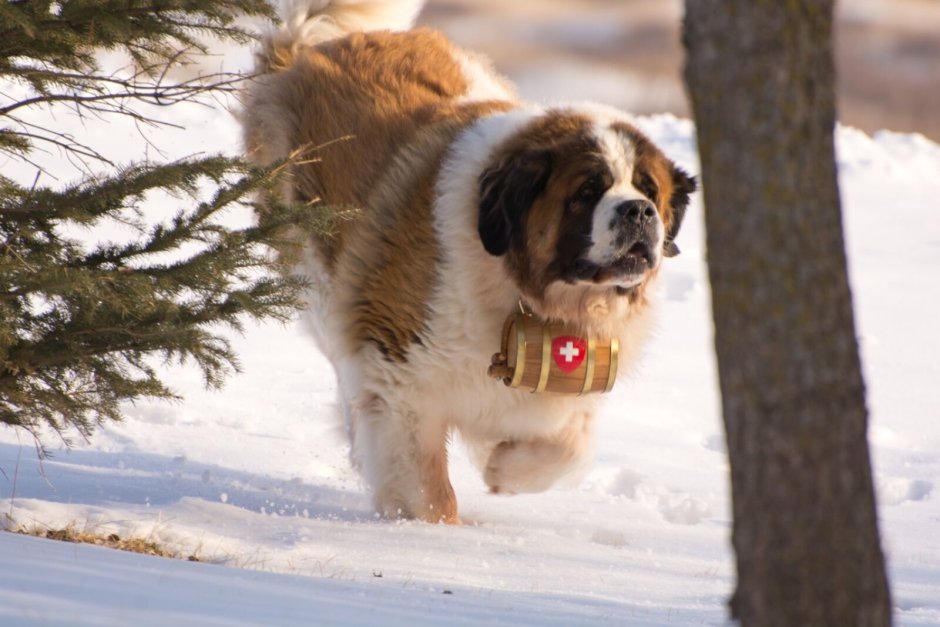 Сенбернар собака спасатель