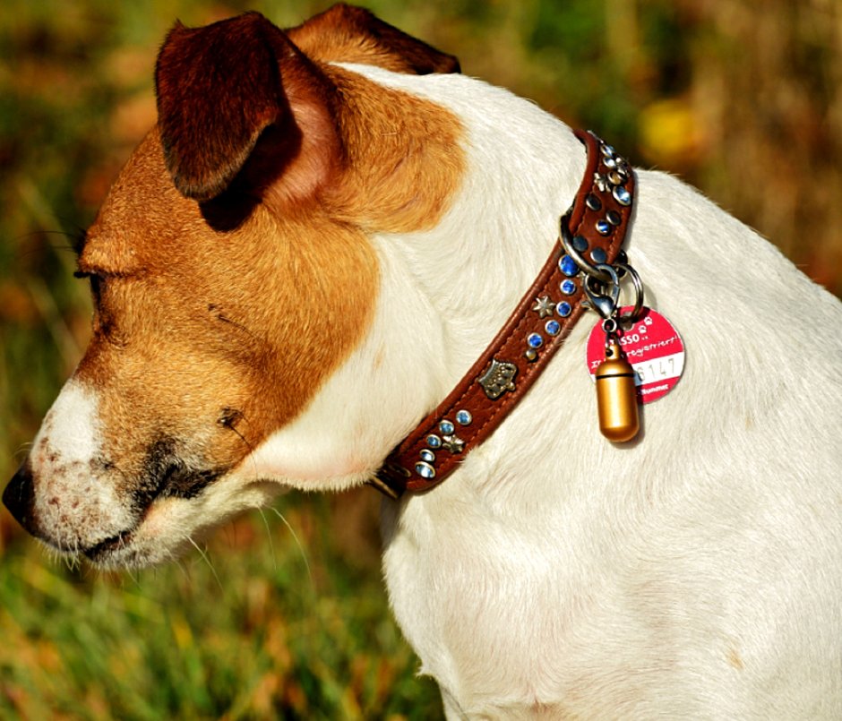 Ошейник для Джек Рассела