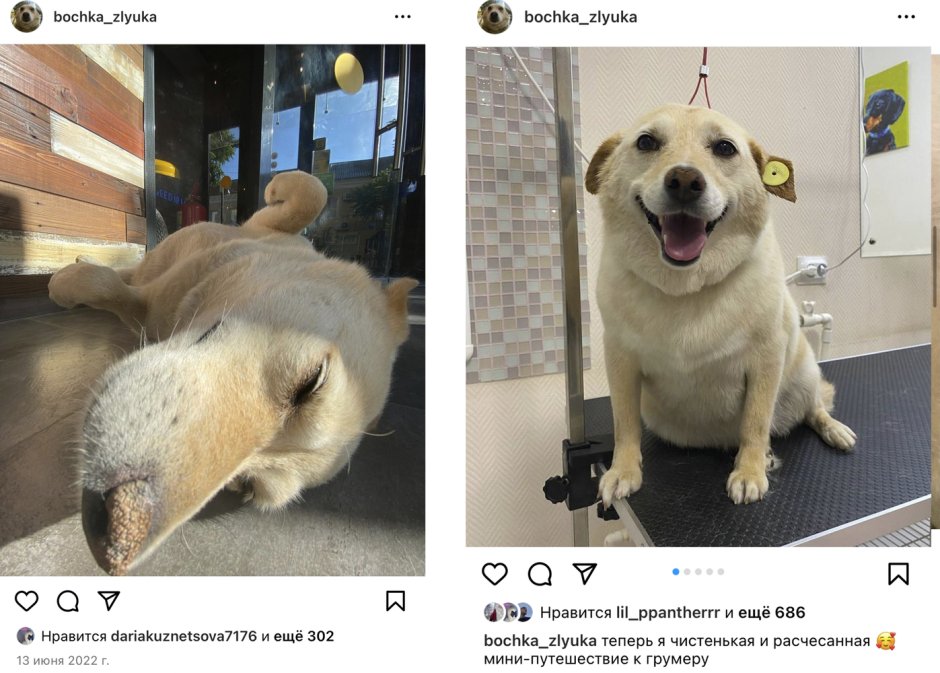 Сенбернар Барри