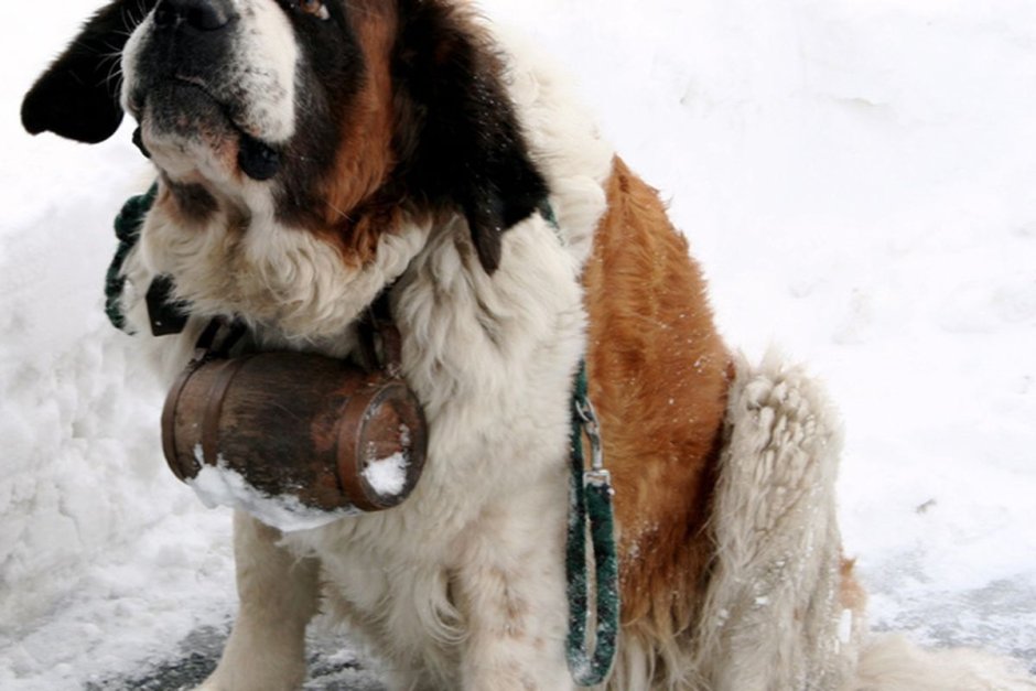 Сенбернар собака Барри