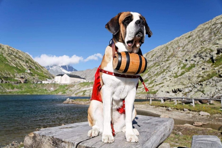 Альпийский Сенбернар