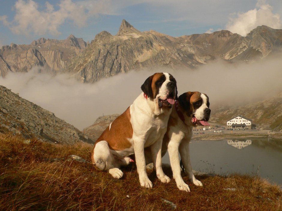 Сенбернар спасатель