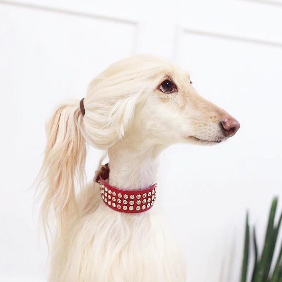 Афганская борзая лысая