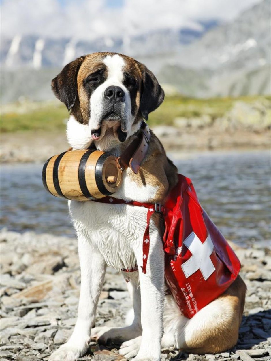 Швейцарский Сенбернар