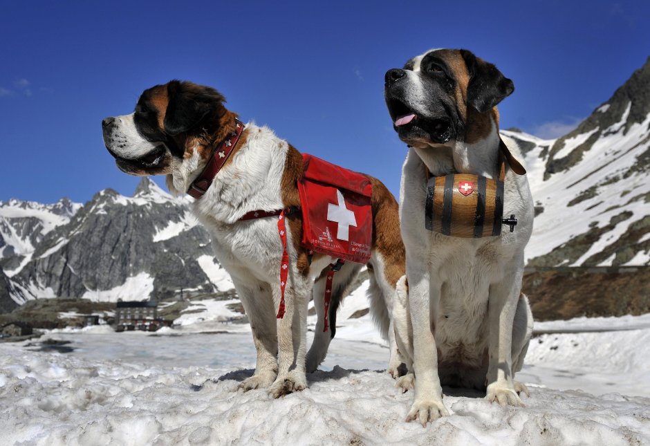 Швейцарский Сенбернар