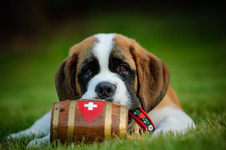 St. Bernard pup with Barrel