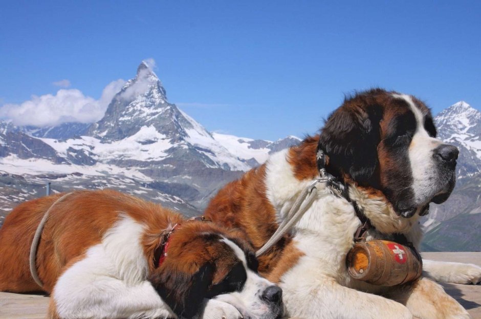 Сенбернар Бенедиктин