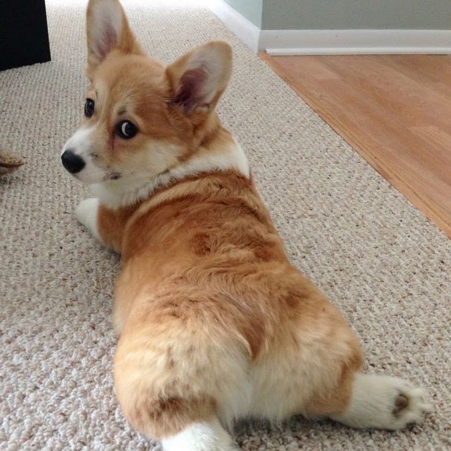 Вельш корги пемброк