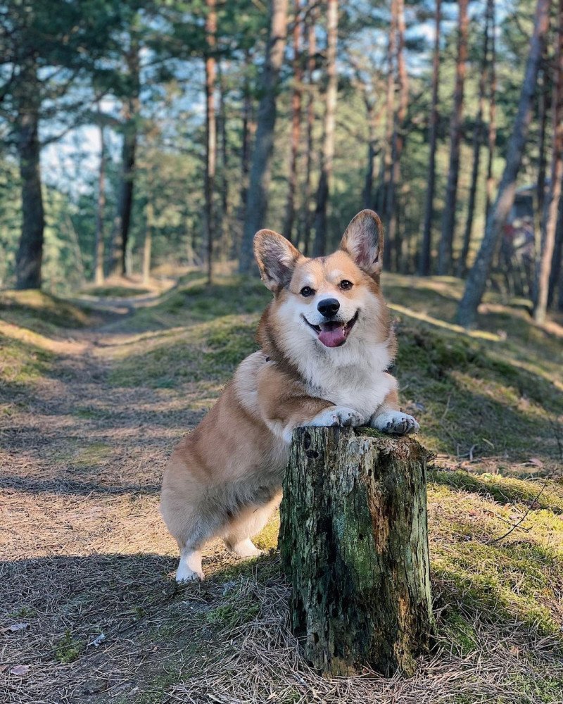 Корги пемброк