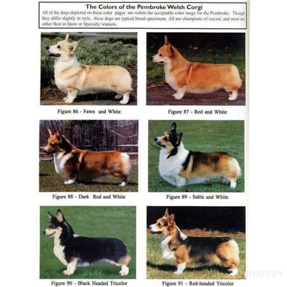 Вельш корги пемброк расцветки