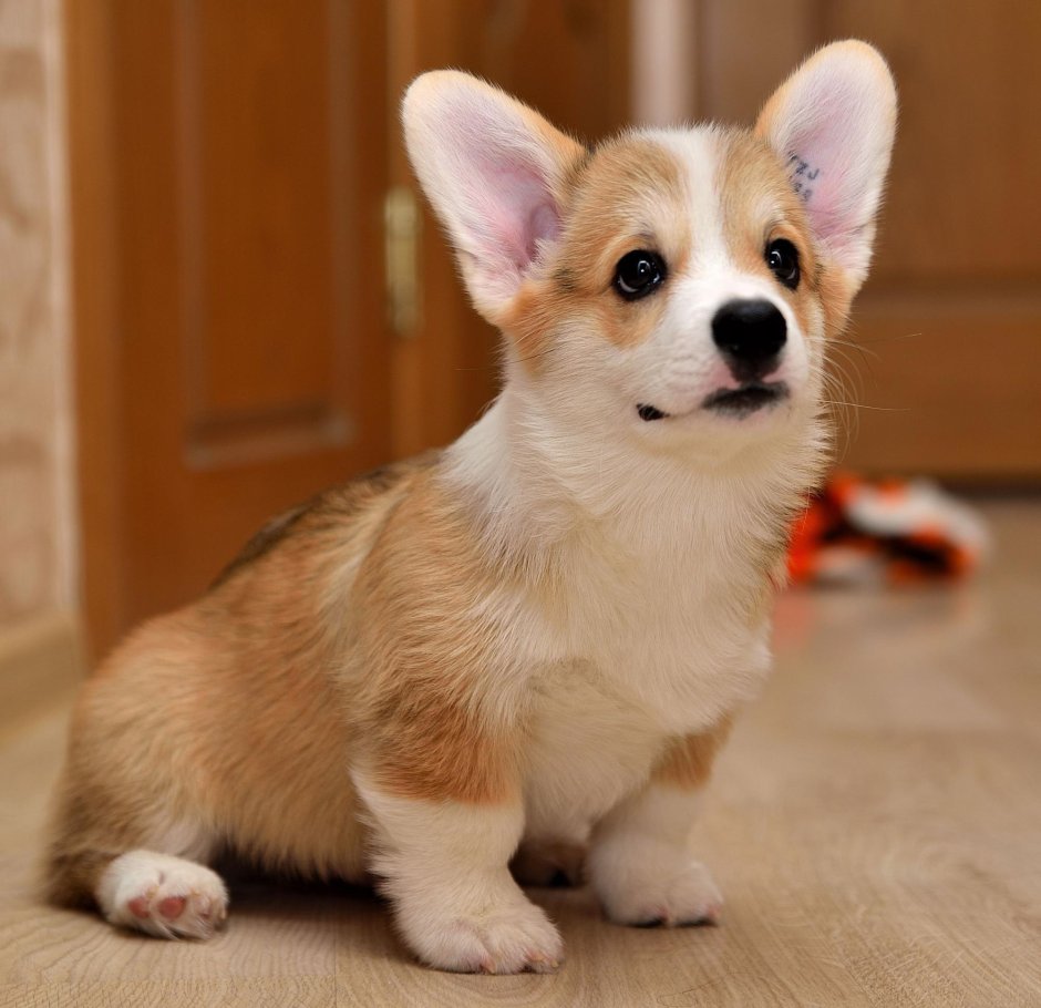 Корги в машине