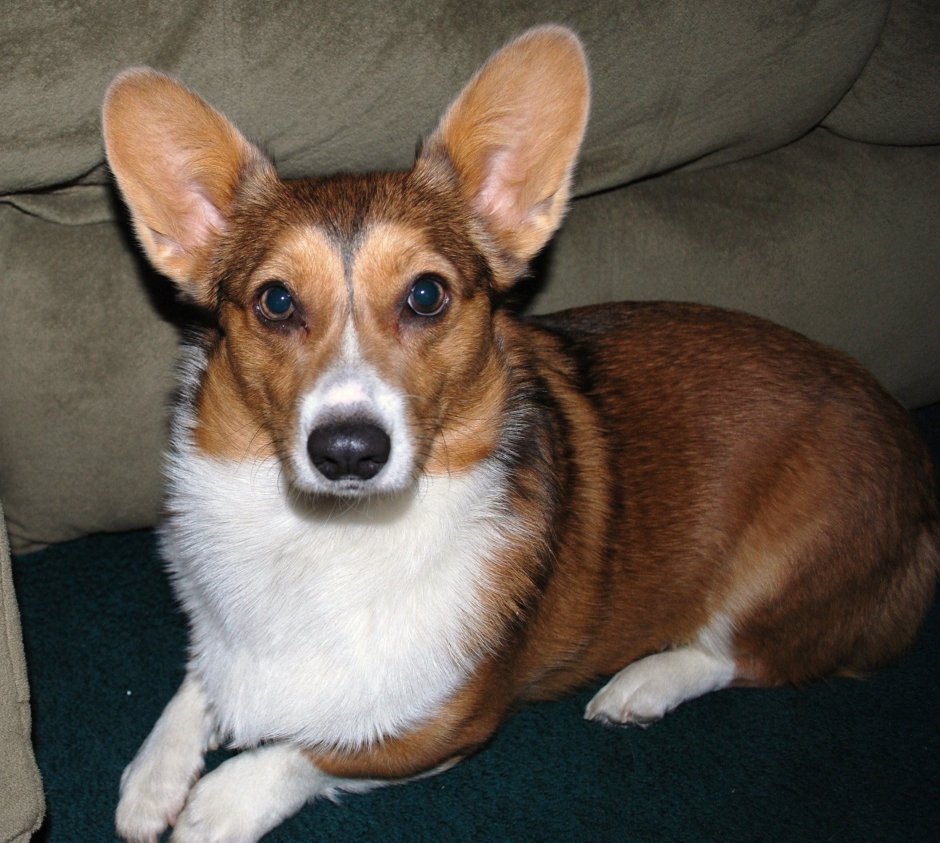 Соболиный корги пемброк