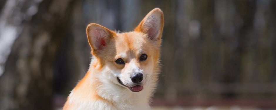 Корги пемброк рыжий