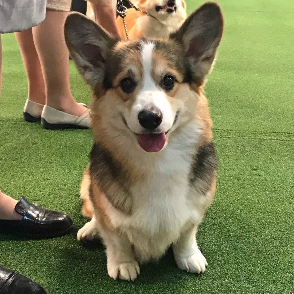 Королевский вельш корги