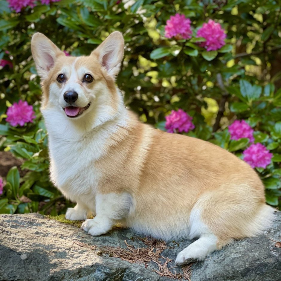 Соболиный корги пемброк