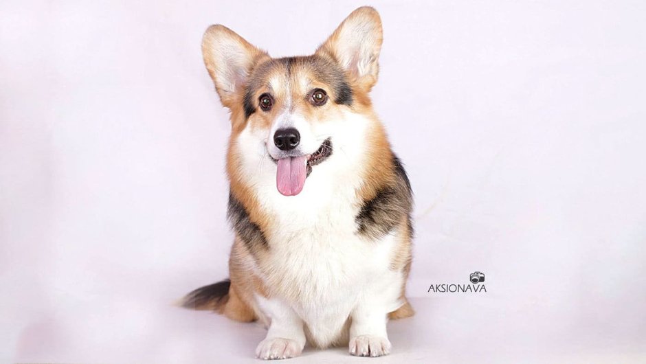 Соболиный вельш корги