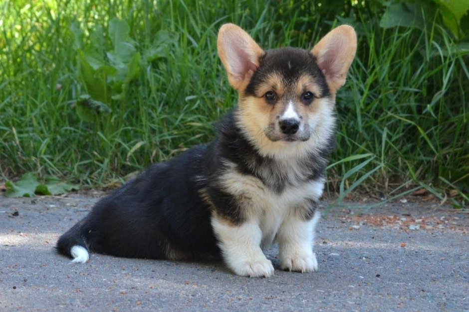 Соболиный вельш корги