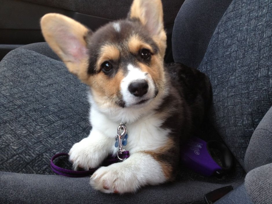 Корги пемброк Триколор