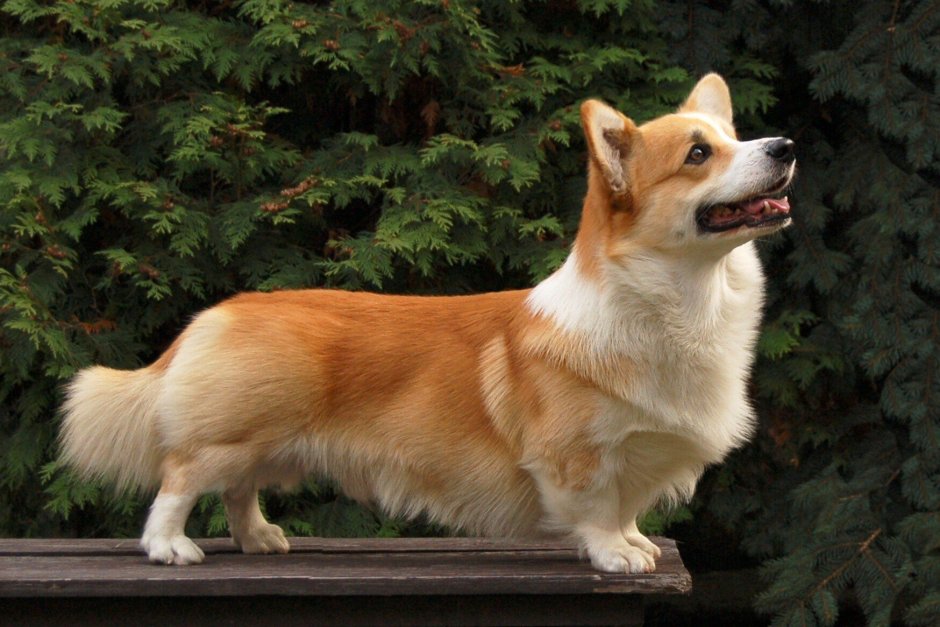 Соболиный корги пемброк