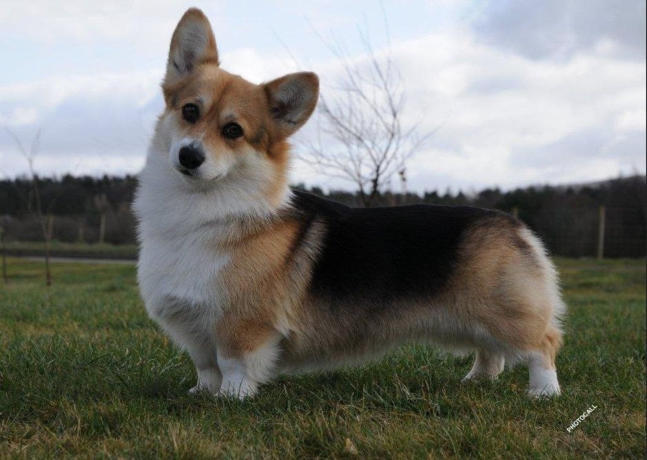 Корги пемброк сзади