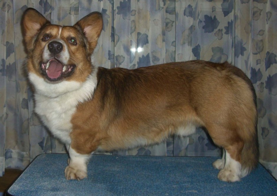 Корги кардиган соболиный