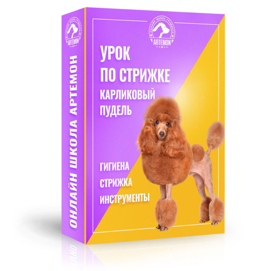 Карликовый пудель