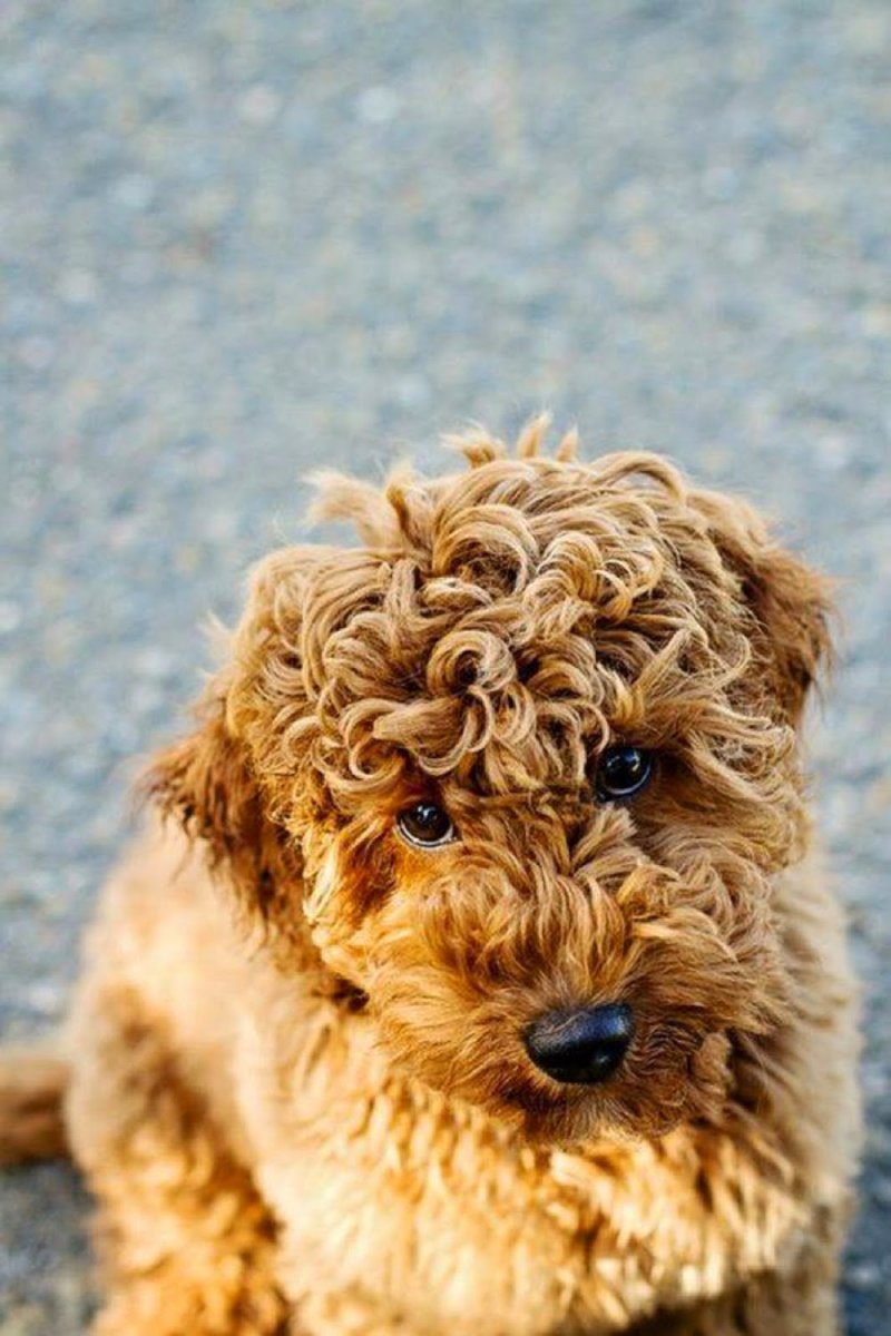 Лабрадудль коббердог австралийский