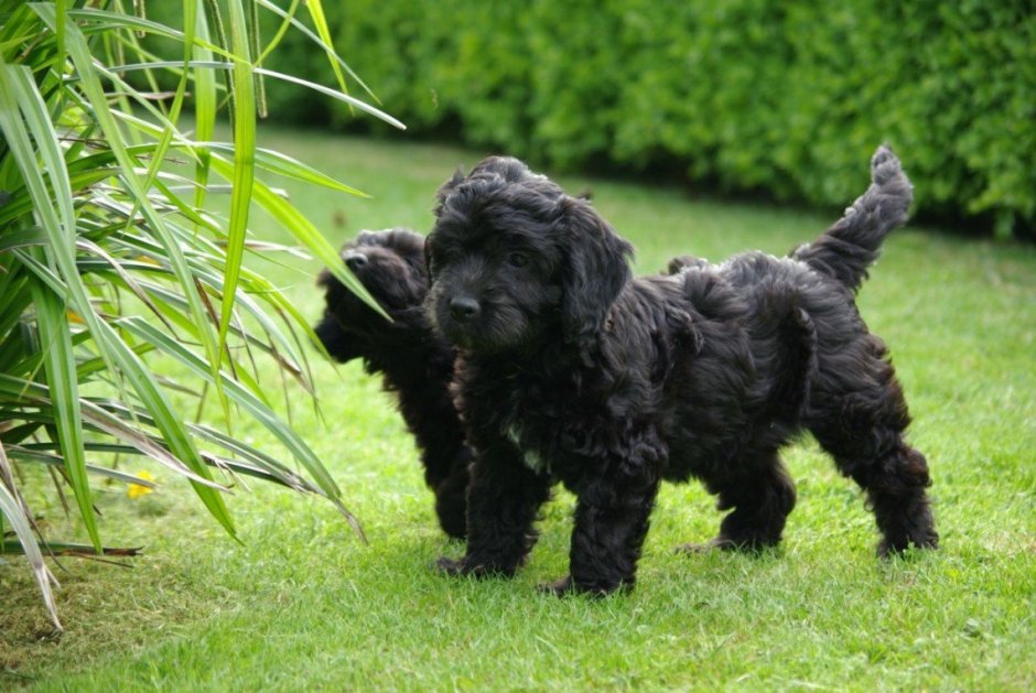 Пудель спаниель кокапу