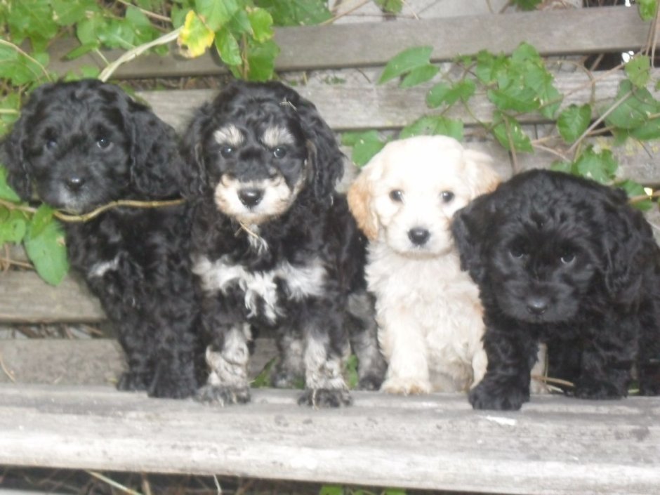 Спаниель с пуделем Дружба