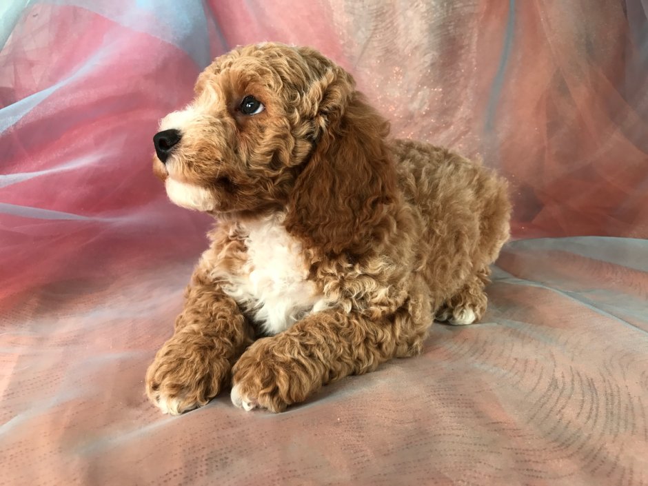 Мальтипу спаниель