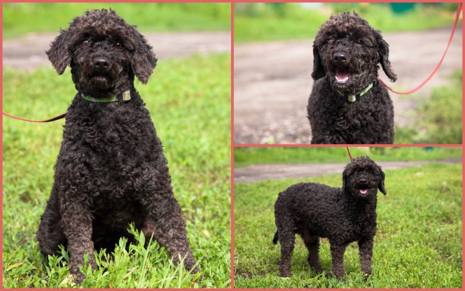 Метис пуделя