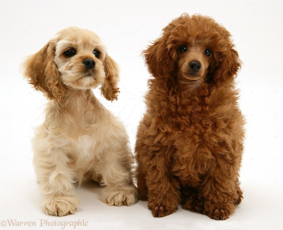 Копаку кокер пудель