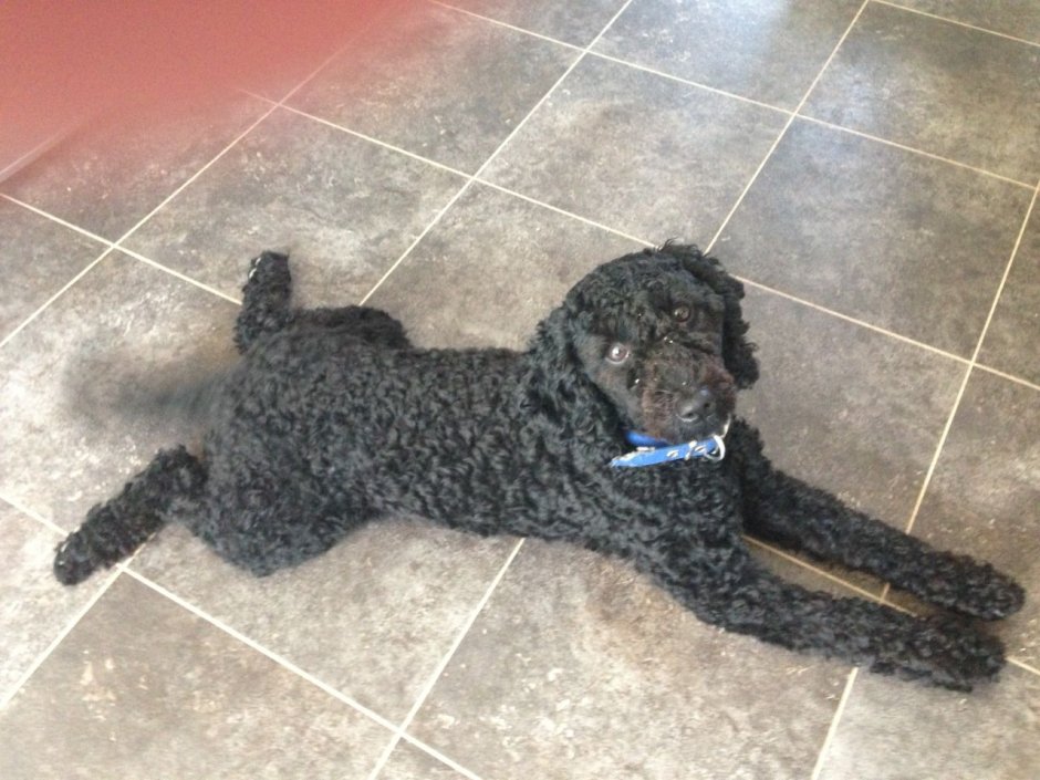 Спаниель и пудель смесь порода