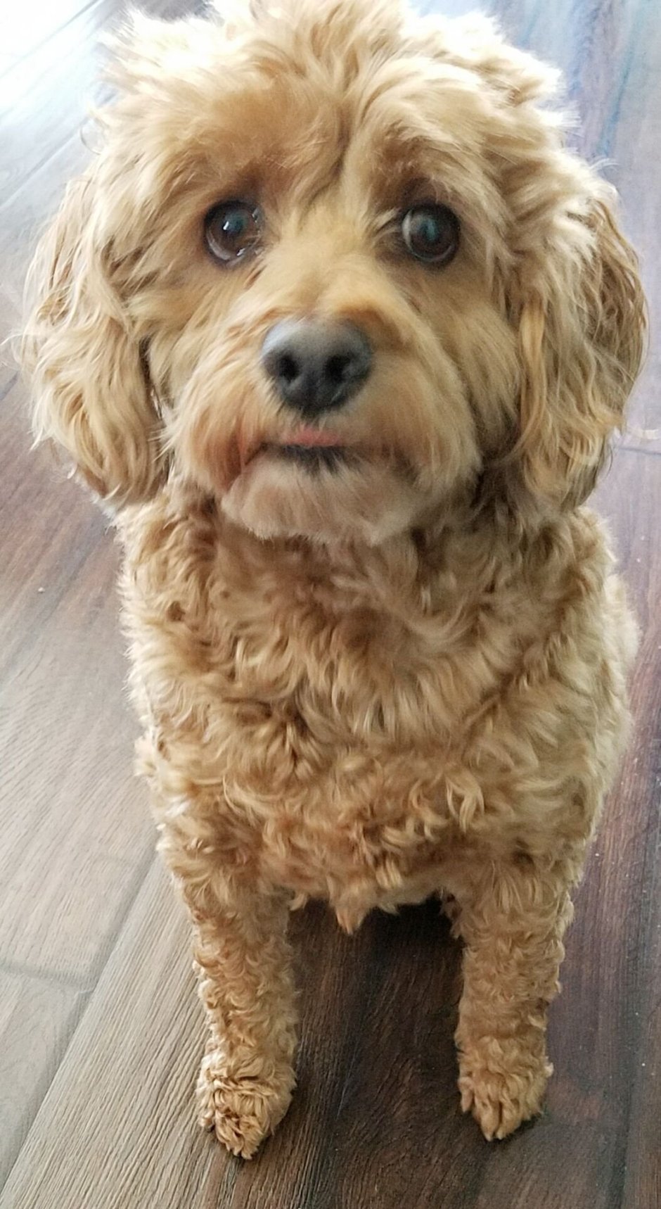 Кокер спаниель кокапу