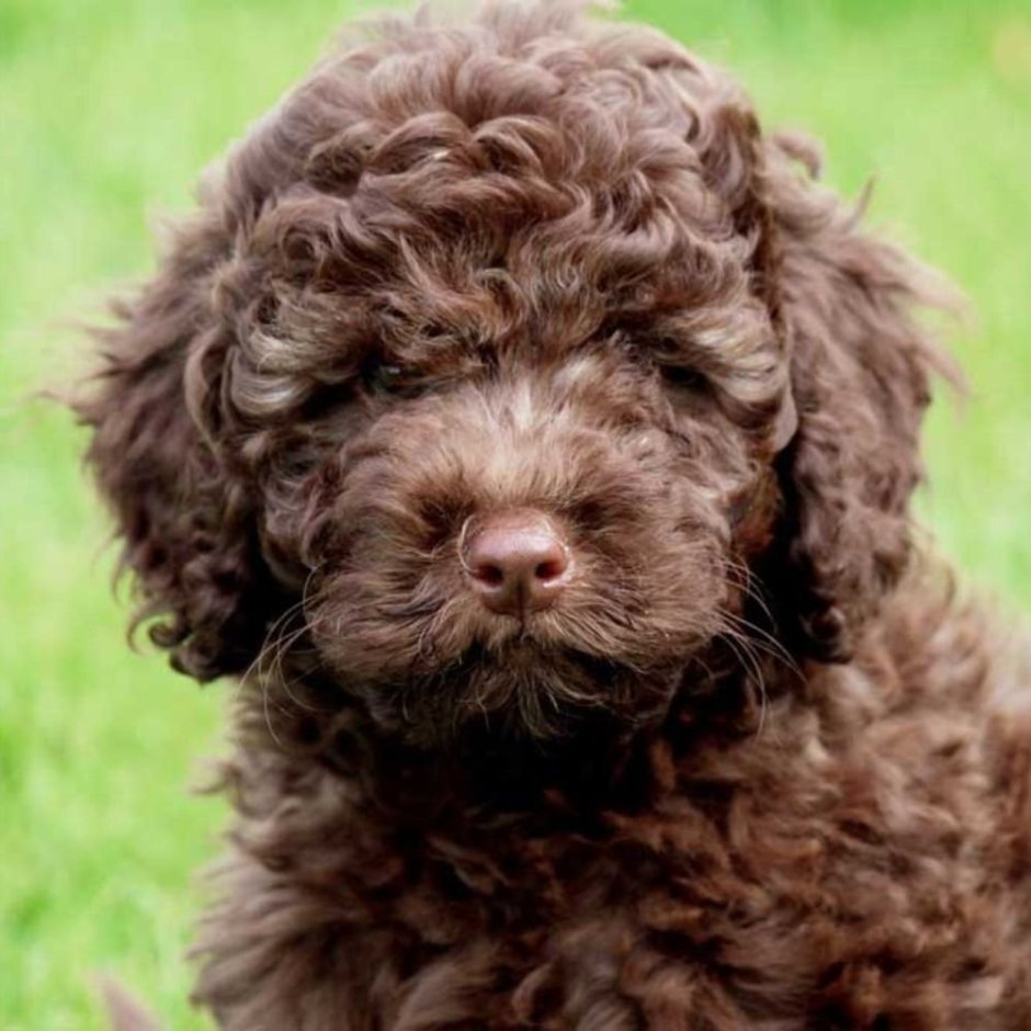 Кокапу Боня