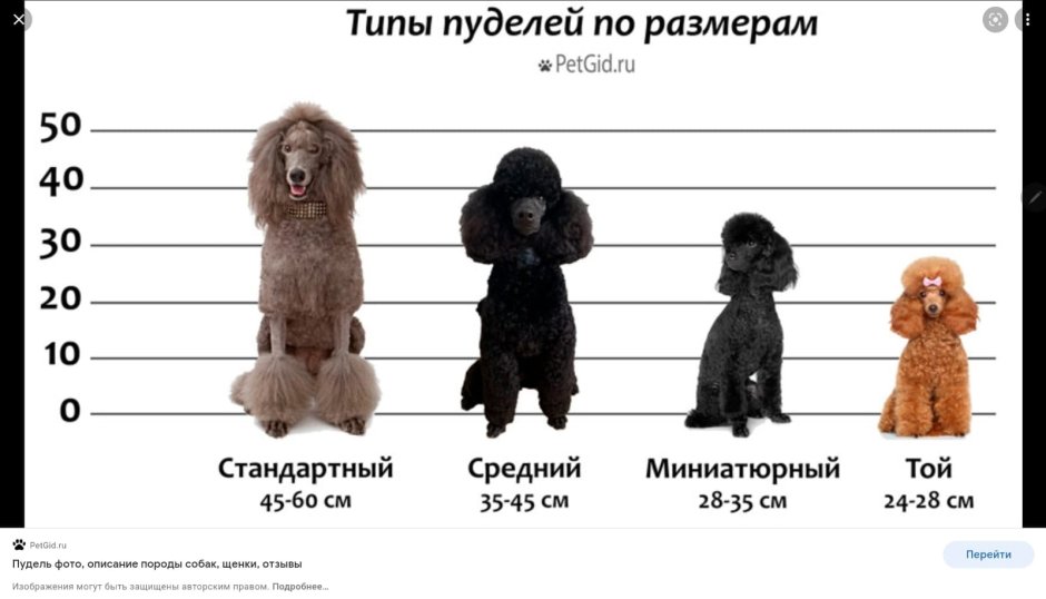 Пудель стандарт породы