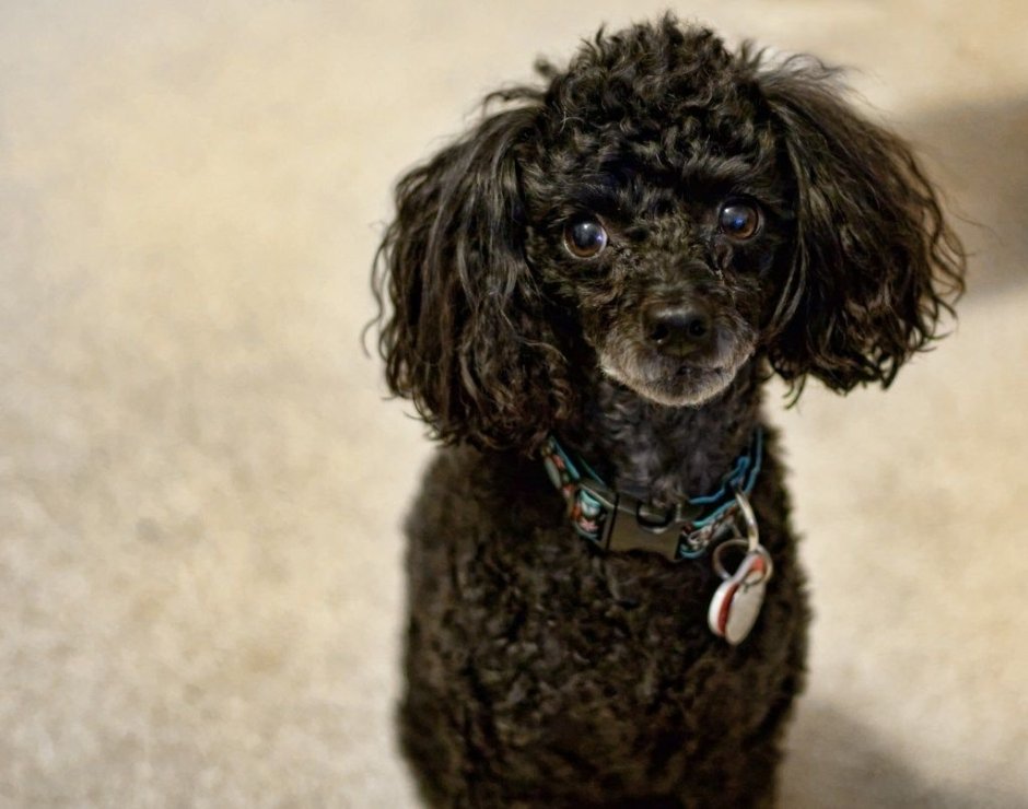 New York Poodles