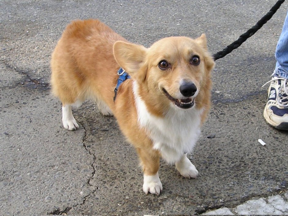 Метис корги